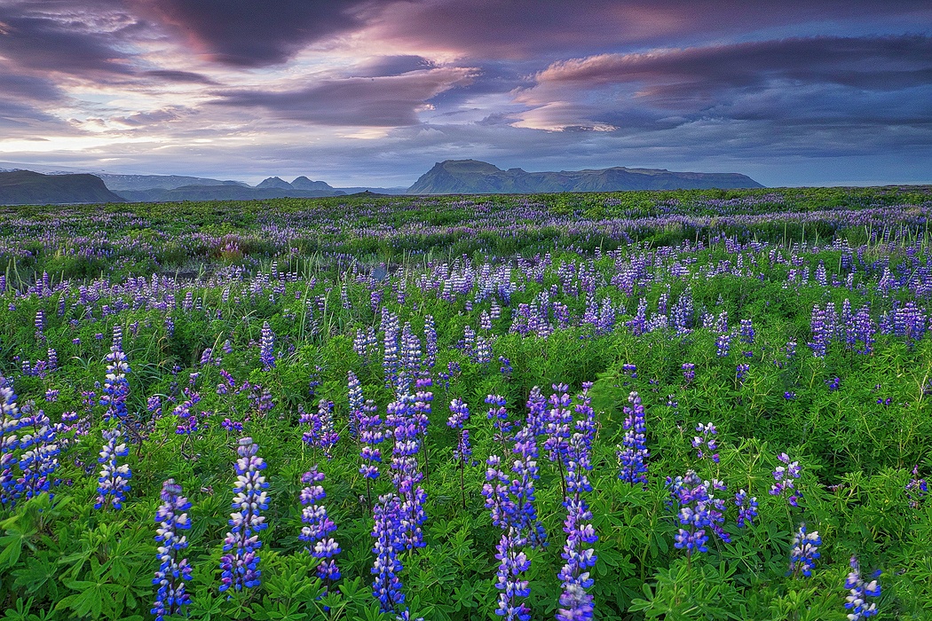 Lupin field by Tony Sweet